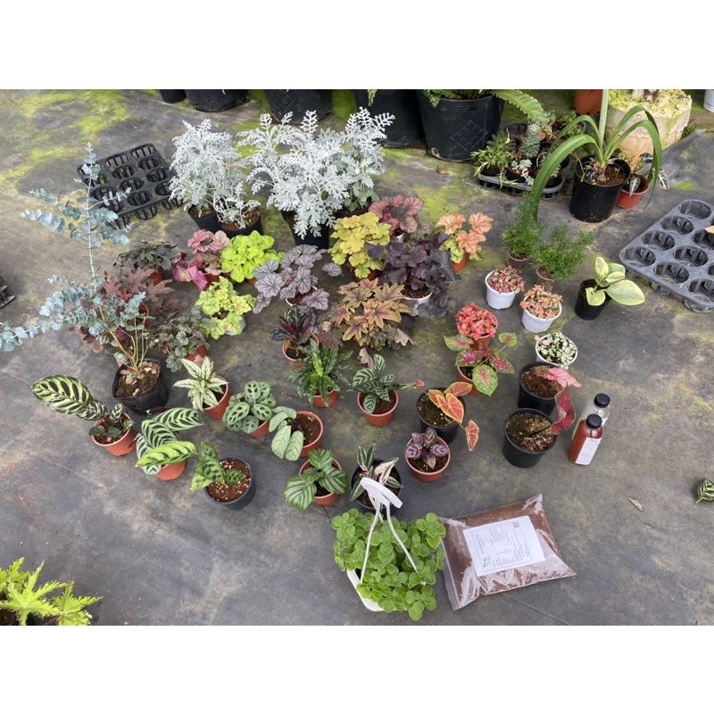 Chậu cứng đồng giá 110k