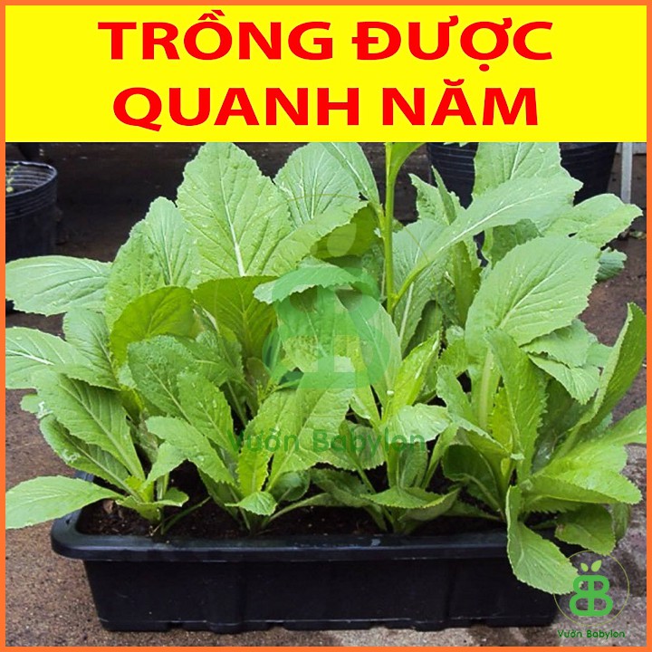 Hạt Giống Cải Bẹ Xanh 20Gr Chịu Nhiệt, Dễ Trồng