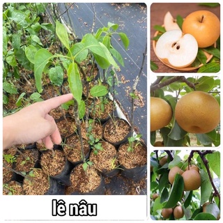 Cây lê nâu cao 70-80cm mua 5 cây tặng 1 cây