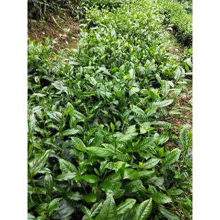 [FREESHIP 99K TOÀN QUỐC] CHÈ CHẶT TA THÁI NGUYÊN