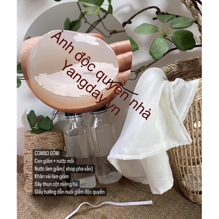 COMBO nguyên liệu nuôi giấm gạo độc quyền - Cam kết hướng dẫn nuôi con giấm thành công trọn đời