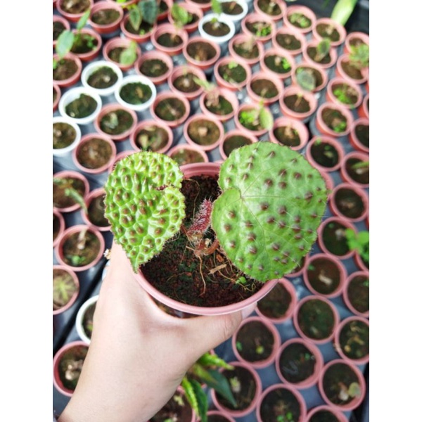 Chậu cứng Begonia Melanobullata