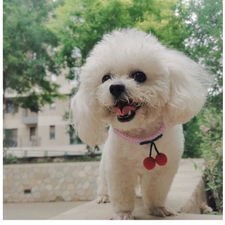 Vòng Cổ Hình Quả Cherry Cho chó mèo