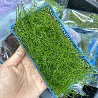 Ngưu Mao Chiên Vỉ Nhựa (Cây Thủy Sinh)