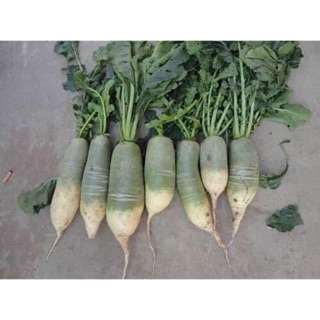 HẠT GIỐNG CỦ CẢI ĐƯỜNG XANH NHÂNP KHẨU