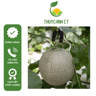 Móc treo trái dưa lưới, dưa lê, treo quả dưa chuyên dụng dễ sử dụng