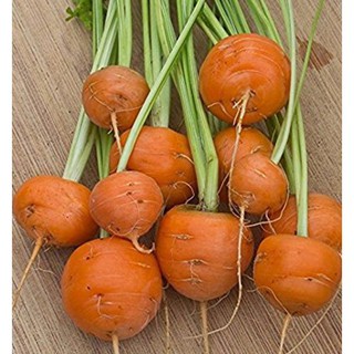 Hạt Giống Cà Rốt Tròn Mini