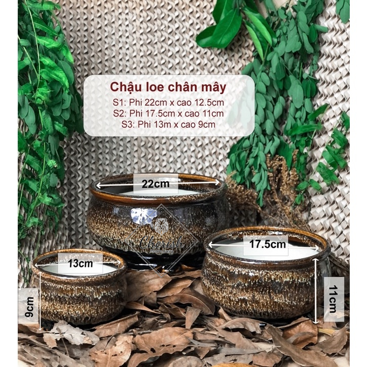 Chậu trồng cây dáng tròn chân mây trồng cây cảnh bonsai.