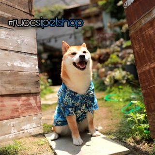 Áo Kimono cho chó mèo