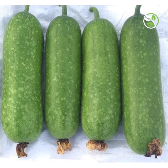 Hạt Giống Bí Đao Chanh F1 WG-9 Phú Nông - Gói 0.2g - Wax Gourd