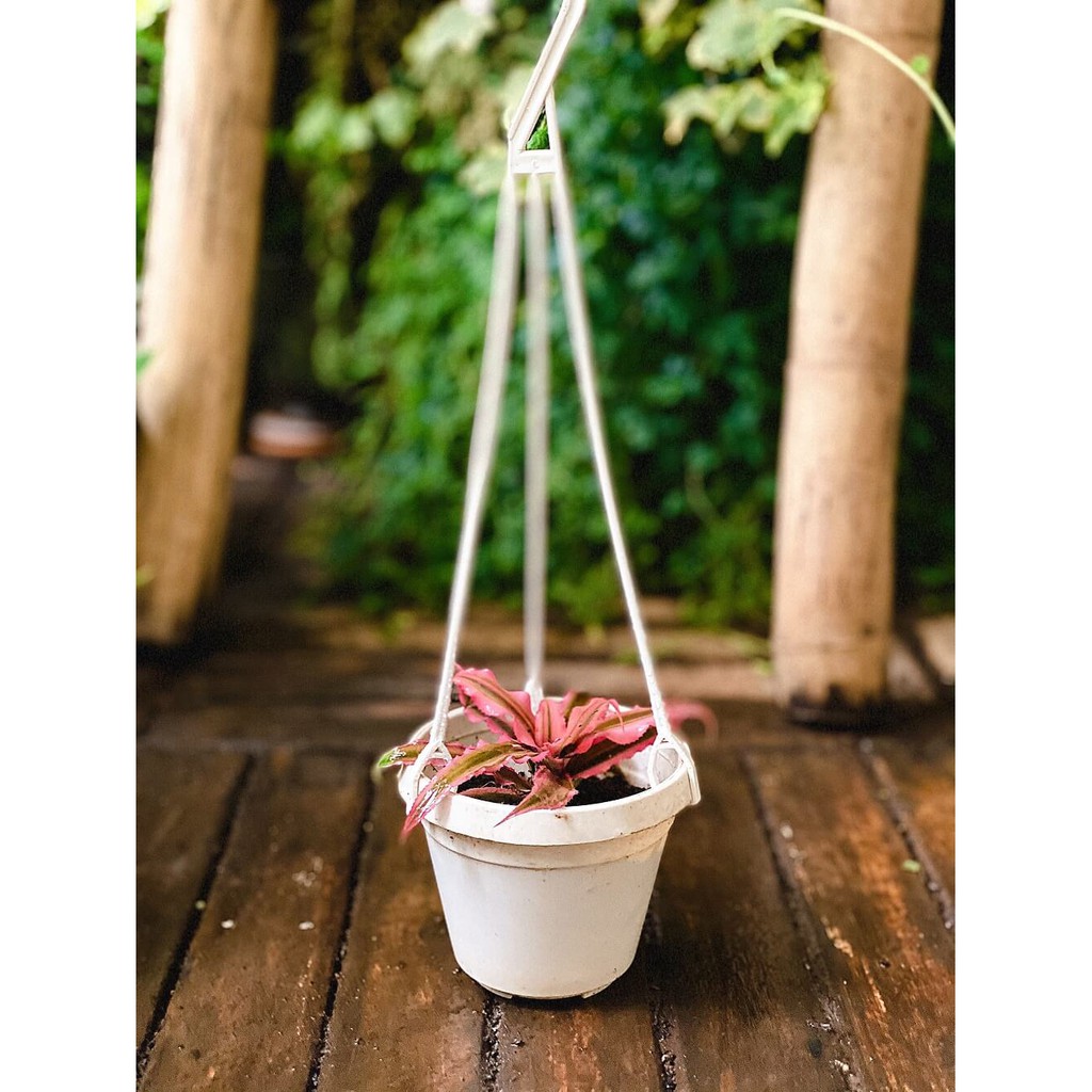 Cây Cryptanthus bivittatus Pink Starlite (Dứa cảnh, Nhung Diệp Tiểu Phụng) chậu nhựa treo