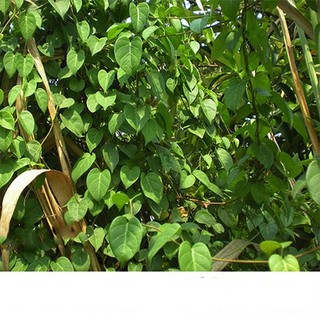 HẠT CÂY LÁ GIANG NAM BỘ GIANG CHUA DÂY DANG LÁ CHU-MON LÁ LỒM - GÓI 5 HẠT