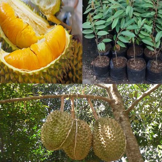 Cây giống Sầu Riêng Cái Mơn. [ Cây ghép cho trái sớm ].