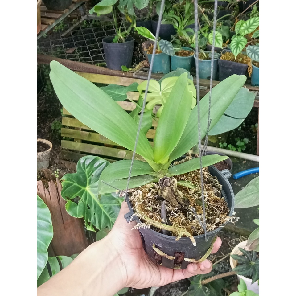 Đai châu, ngọc điểm, nghinh xuân buôn đôn