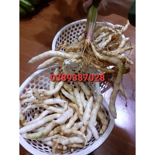 Củ ngải trắng, 500gam