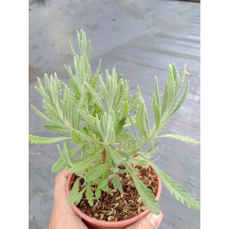 YÊU NHAU TẶNG GÌ  OẢI HƯƠNG LAVENDER THUẦN KHÍ HẬU SIZE 10cm đáng eo