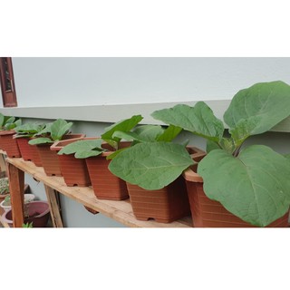 HẠT GIỐNG CÀ TÍM THÁI SIÊU DÀI F1
