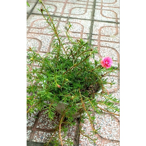 Cây cảnh văn phòng