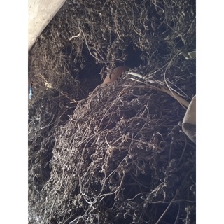 1kg cây thạch đen, sương sáo cao bằng