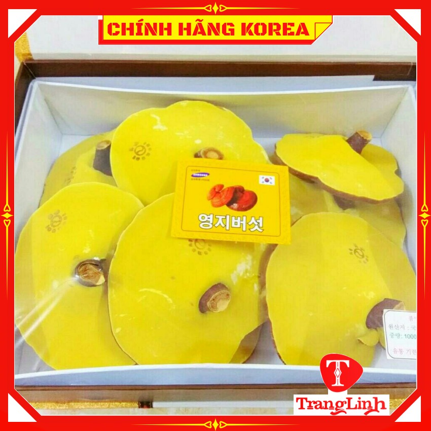 Nấm linh chi hàn quốc thượng hạng - Nấm hộp kim tuyến 1kg giúp thải độc gan, thanh lọc cơ thể - tranglinhkorea