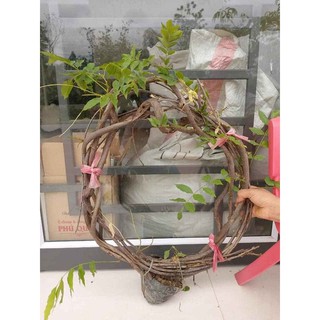 HOA TỬ ĐẰNG - Tình Yêu Vĩnh Cửu