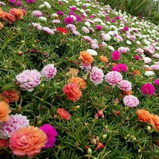 Hoa mười giờ mix màu