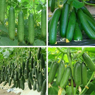 Hạt giống dưa chuột năng suất cao trồng được quanh năm