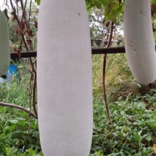 HẠT GIỐNG BÍ ĐAO SÁP THÁI LAN