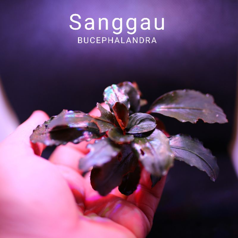 Bucep Sanggau | Cây thủy sinh lá siêu đỏ | Hàng ngọn | lá cạn