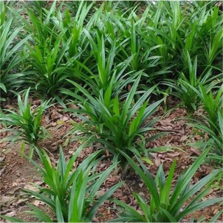 Cây lá dứa cây cẩm tím và cây cẩm đỏ Rẻ nhất thị trường