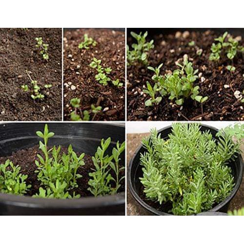 Gói 50 hạt giống hoa oải hương, lavender tím, tặng kích mầm