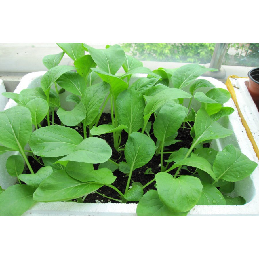 Bán buôn Hạt giống cải ngọt ăn non LUCKY SEEDS bao đẹp