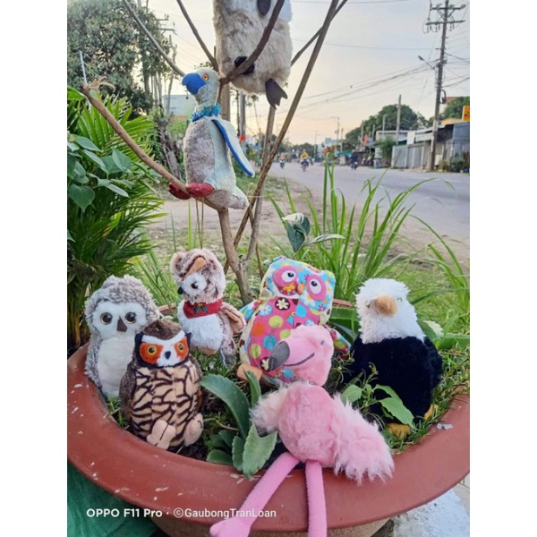 21 chim gấu bông các loại