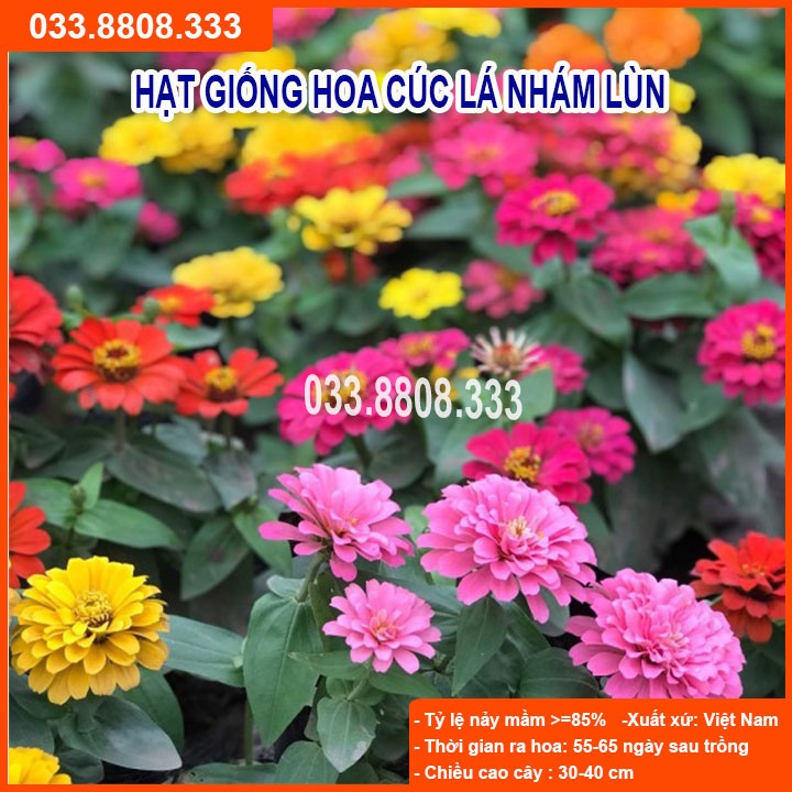 Hạt Giống Hoa Cúc Lá Nhám Lùn-Hoa Đẹp Nhiều Màu