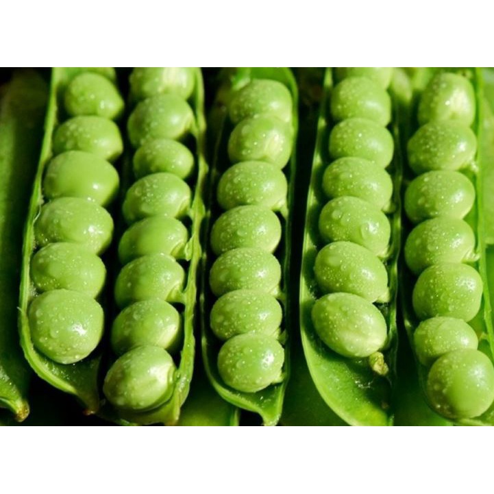 15 Gram Hạt Giống Đậu Hà Lan Cao Sản F1 Ăn Quả