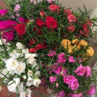 200 hạt hoa mười giờ kép mỹ mix