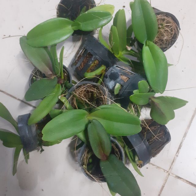 Ngọc điểm lá mít giống