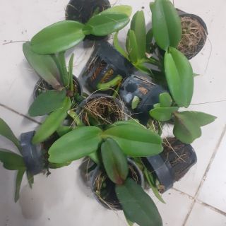 Ngọc điểm lá mít giống