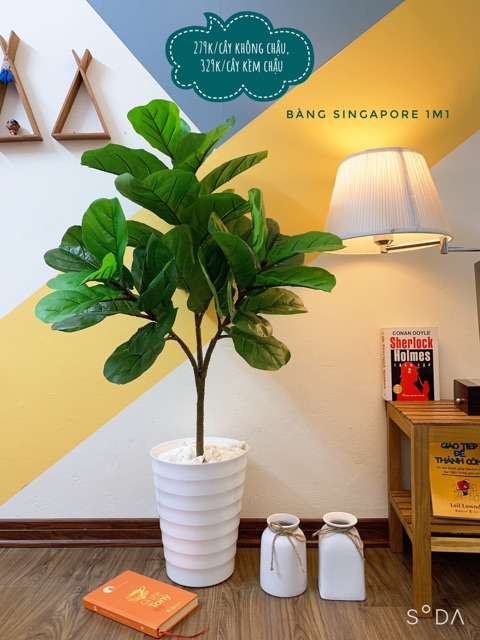 Cây giả - Cây bàng singapore giả decor