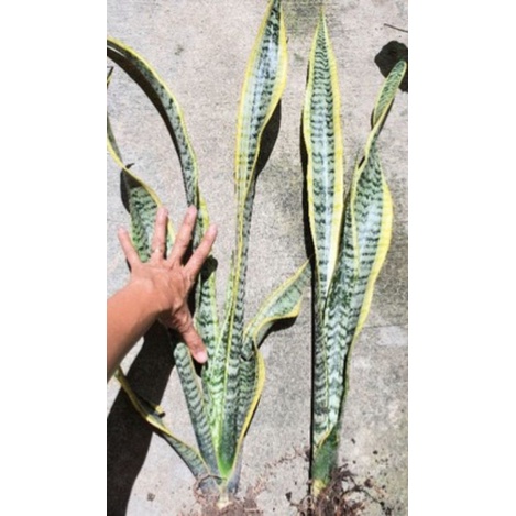 Cây lưỡi hổ các loại.