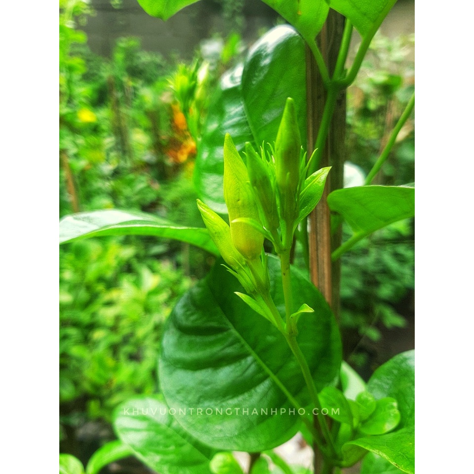 Cây Dây leo huỳnh đệ