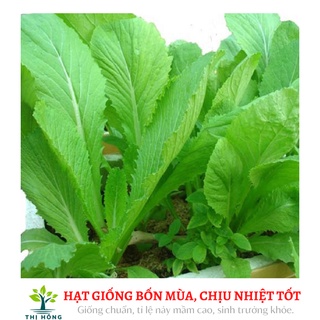Hạt giống cải bẹ xanh mỡ 20g (lá to,vị ngọt, có mùi thơm)