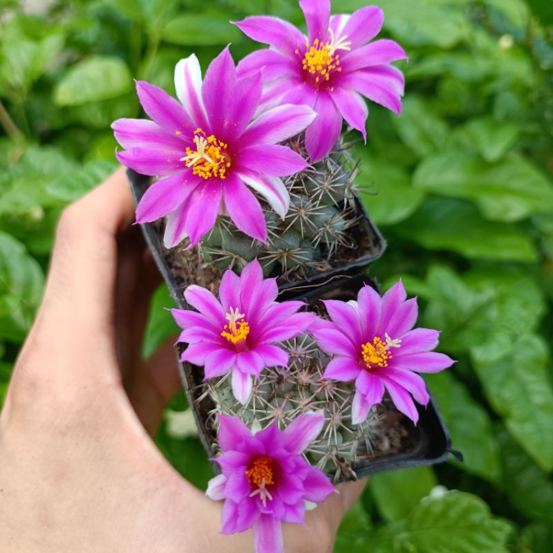 Sale 50%- Xương rồng mammi grahamii cực sai hoa.