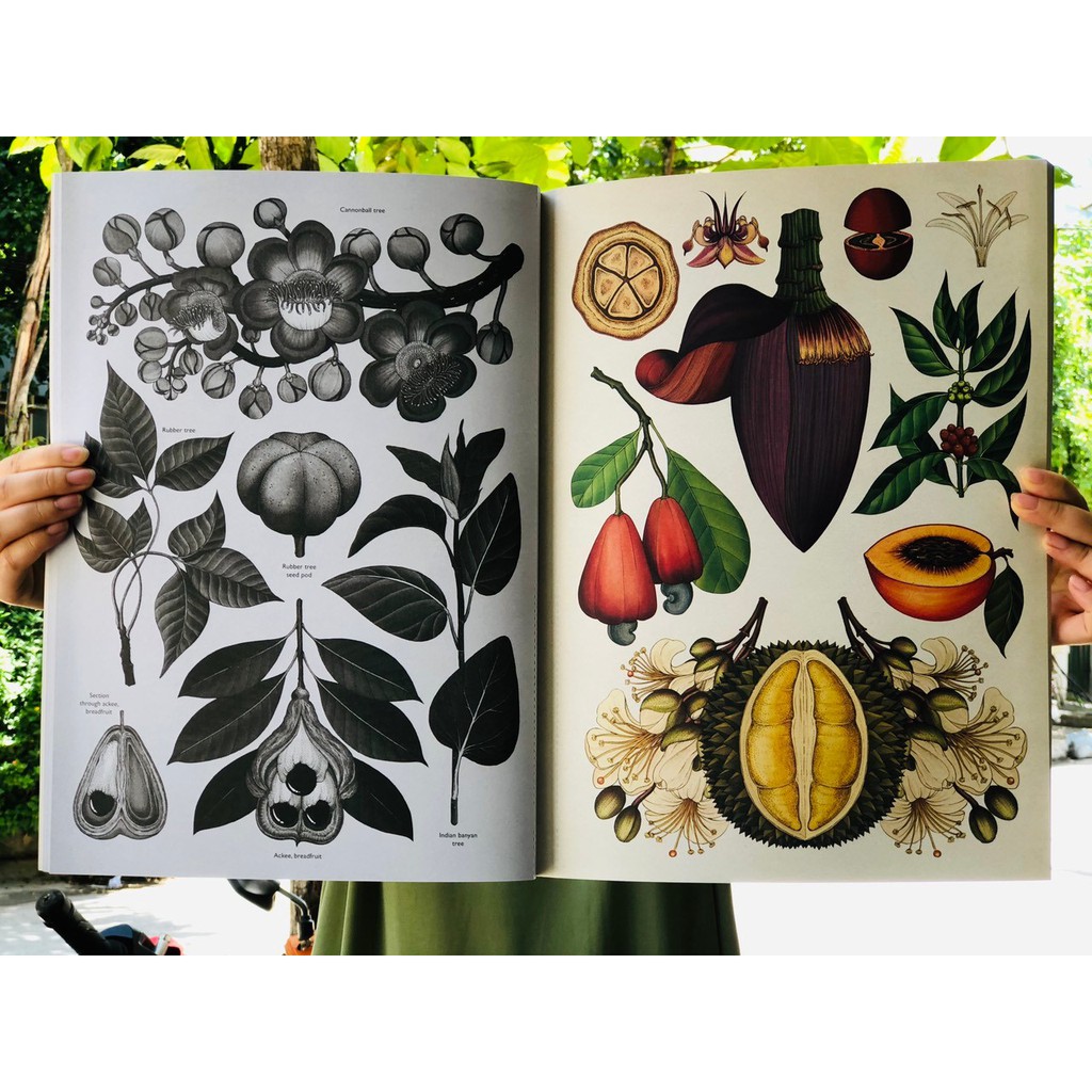 Sách: Botanicum Poster Book