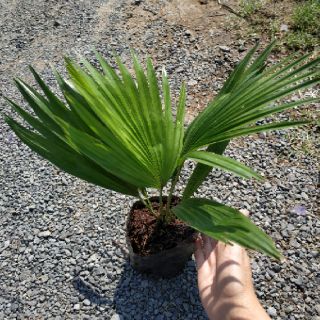 Cây Cọ Ta kiểng (sản phẩm bán hình 2)