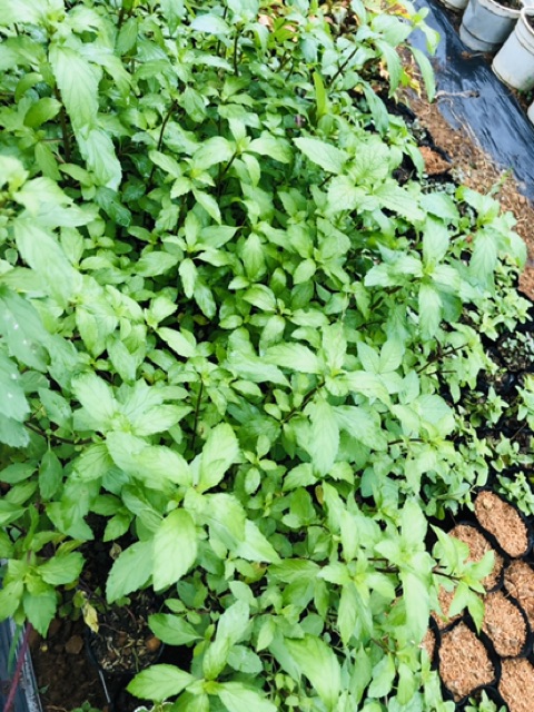 Bạc hà cay PEPPERMINT