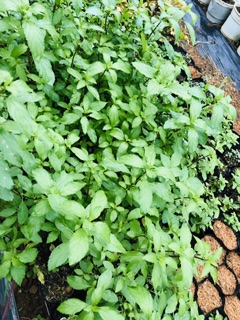 Bạc hà cay PEPPERMINT