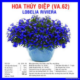 Hạt giống hoa thúy điệp( Cúc lobelia)