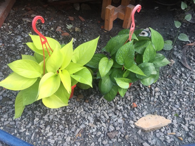 Trầu bà vàng + trầu bà thái xanh chậu treo mini