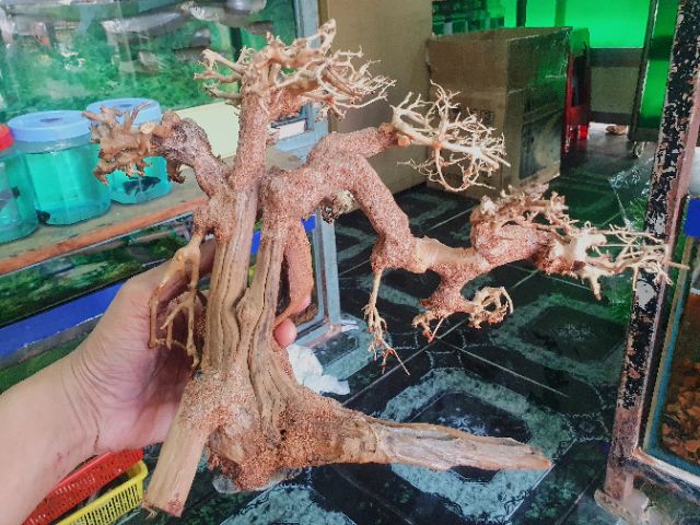 CÂY BONSAI CÓ TÁN TRANG TRÍ HỒ CÁ THỦY SINH NON BỘ 30x13x20cm